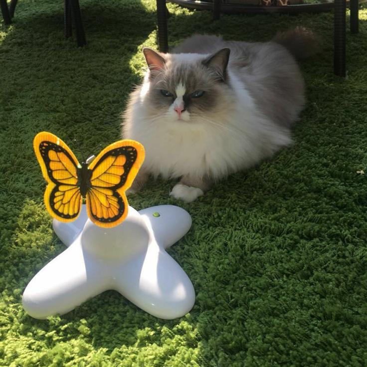 Fluttering Butterfly Automatic Interactive Cat Toy